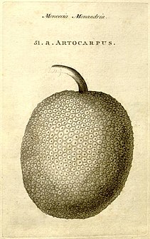 Plate 51.a Artocarpus, whole breadfruit