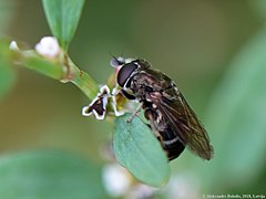 Cheilosia vulpina