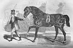 Cheval anglo-normand « de la plaine de Caen », correspondant à un carrossier noir exporté. Encyclopédie pratique de l'agriculteur, 1852.