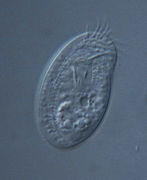 Chilodonella uncinata (Phyllopharyngea)