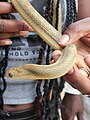 Couleuvre du genre Dasypeltis aussi appelée « serpent mangeur d’œufs », au Sénégal, à pupille verticale. Non venimeux.