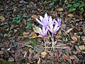 Crocus nudiflorus