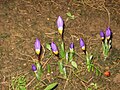 Crocus sieberi subsp. sublimis 'Tricolor' closed