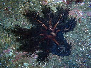 Vue apicale d'une C. frondosa, avec les tentacules buccaux.