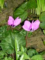 Cyclamen pseudibericum