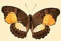 Dorsal view from Illustrations of New Species of Exotic Butterflies volume III (1856)