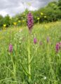 Dactylorhiza incarnata Habitat