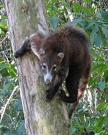 un coati à nez blanc descend d'un tronc arbre, tête vers le bas