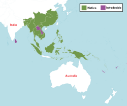 Distribución del Citrus hystrix