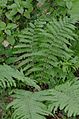 Male fern