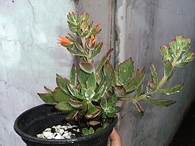 Echeveria pulvinata na inflorescência