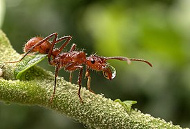 Рабочий с капелькой жидкости