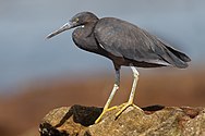 black heron with yellowish legs standing on rocks