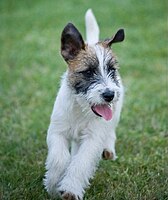 A rough-coated Jack Russell terrier puppy