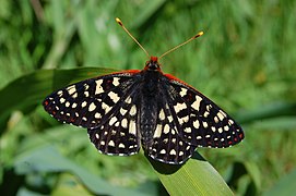 Euphydryas chalcedona