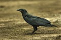 Fan-tailed raven