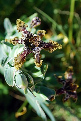 Цветущая Ferraria crispa