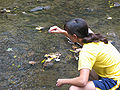 Image 8An environmental science program – a student from Iowa State University sampling water (from Water)