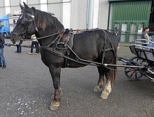 Cheval alezan brûlé massif et lourd attelé.