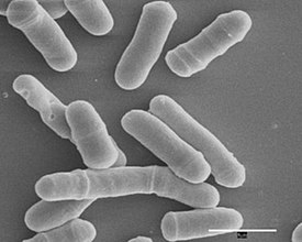 Schizosaccharomyces pombe