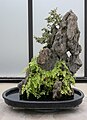 Bonsai em uma rocha.