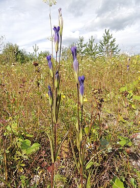 Горечавник бородатый (Gentianopsis barbata)