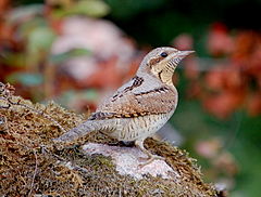 Oiseau brun et gris posé au sol