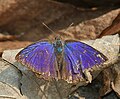 Imago (dorsal view)