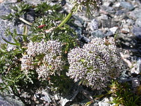 Ligusticum mutellinoides