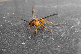 Avespa Agelia pallipes. Foto tirada na Estação Ecológica Santa Bárbara, Santa Bárbara, Minas Gerais, Brasil