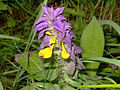 Melampyrum nemorosum