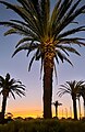 Palm trees at sunset, Murrumbeena Park