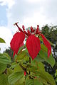 Mussaenda erythrophylla