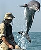 A trained bottlenose dophin
