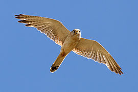 Nankeen kestrel midflight