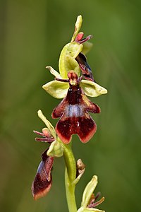 Ophrys insectifera, by Iifar