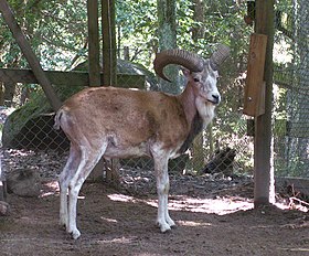 Urial