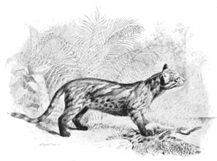 L. c. braccatus. Illustration (1897)