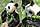 Pandas mangeant du bambou.