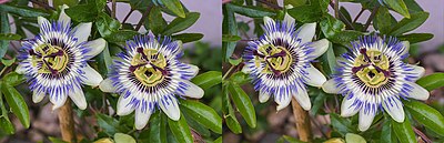 Passiflora caerulea stereo image - arranged L-R to be viewed with a stereo viewer, image separation approx. 25mm)