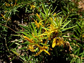 Цветущая Persoonia chamaepeuce (Национальный парк Алпайн, Виктория, Австралия)