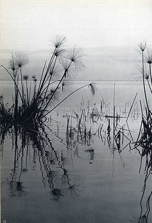 תצלום מהספר "שירת האגם הגווע" (1960), מעשה ידי הצלם פטר מירום.