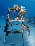 Coral reef restoration