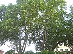 2 Gemeine Platanen (Platanus hybrida)