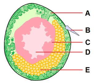 ウミグモの脚の断面図 A：外骨格、CとD：消化管の枝、E：生殖腺