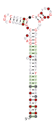 DUF3800-IV Secondary structure taken from the Rfam database. Family RF02963