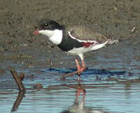 Red-kneed Dotterel