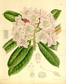 Ботаническая иллюстрация - Rhododendron ungernii Curtis's Botanical Magazine, 1910 г.