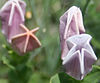 Alabama variety of the purpleflower pinkroot (Spigelia gentianoides var. alabamensis)