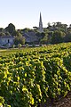 Le vignoble sauternais (août 2005)